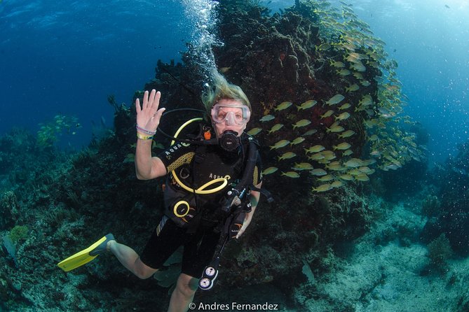 Discover Scuba ,MUSA and Manchones Reef Dive Without License - Equipment and Safety Guidelines for First-Time Divers