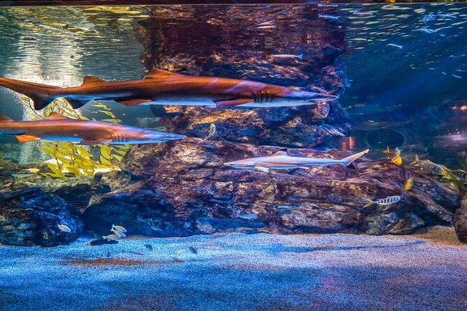 Discover Seoul Pass Card - Overview of Benefits