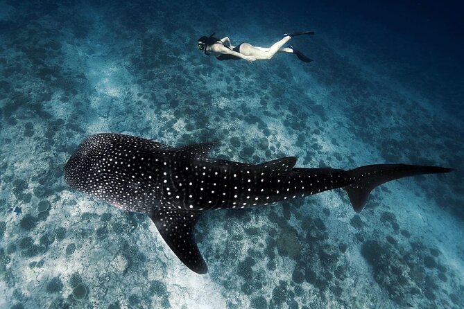 Discover South Ari Atoll in 4 Nights 5 Days (All-Inclusive) - Good To Know