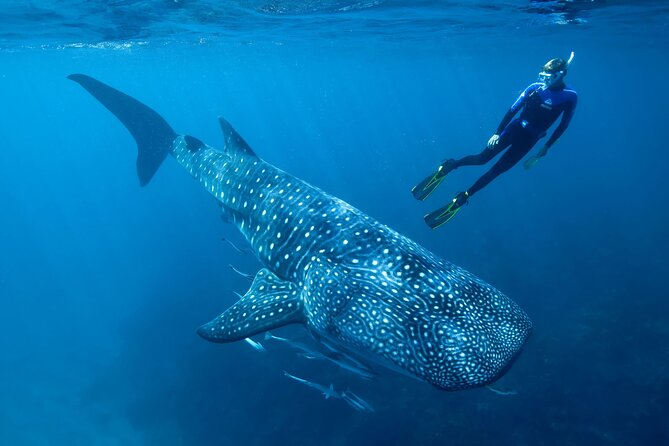 Discover South Ari Atoll in 4 Nights 5 Days (All-Inclusive) - Dining Options and Recommendations