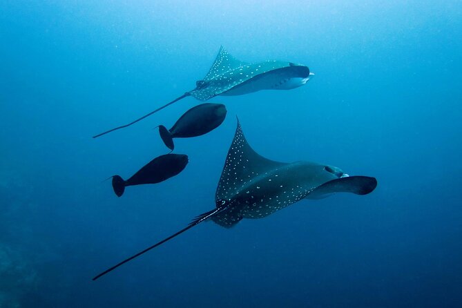 Discover South Ari Atoll in 4 Nights 5 Days (All-Inclusive) - Travel Tips and Recommendations