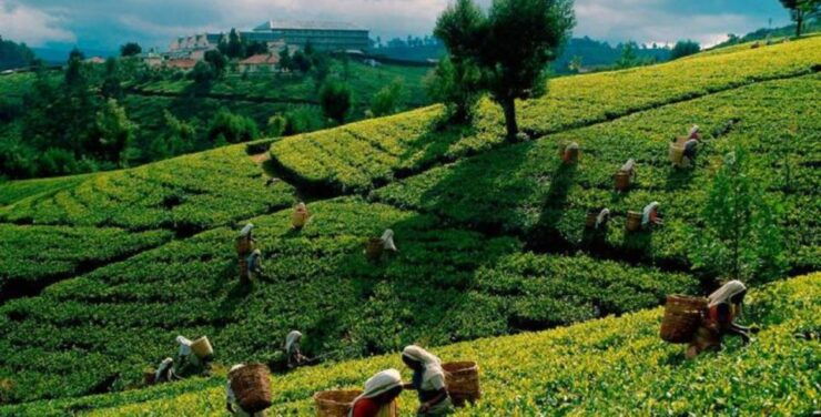 Discover Sri Lanka's Central Highlands in 5 Days - Day 1: Arrival in Sri Lanka