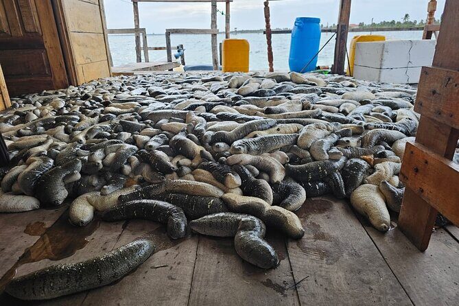 Discover Sri Lankas Unique Marine Farming Culture - Practical Details & Tips