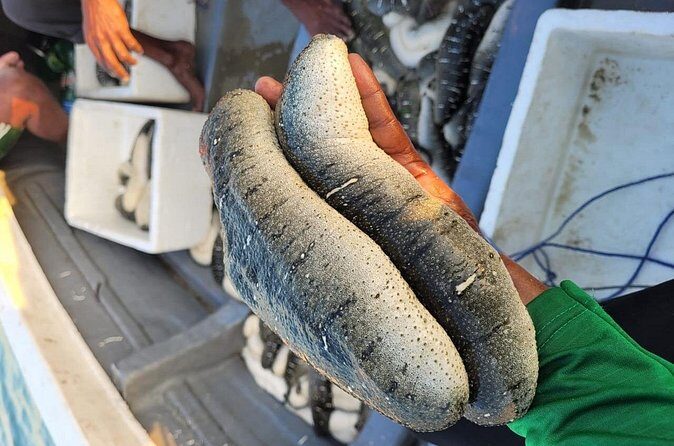 Discover Sri Lankas Unique Marine Farming Culture - Final Thoughts: Is It Worth It?