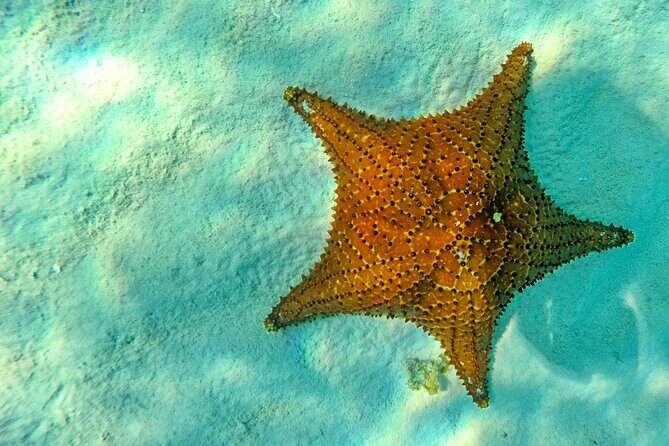 Discover starfish, swim and snorkel at El Cielo Cozumel Reef - Discover the Magic of Cozumel’s Reefs and El Cielo Snorkeling Adventure