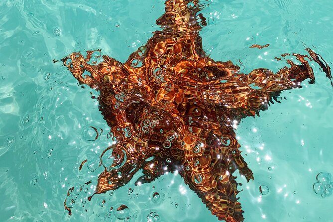 Discover starfish, swim and snorkel at El Cielo Cozumel Reef - The Sum Up