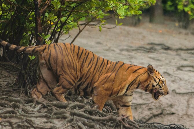 Discover Sundarbans Wildlife in Mangroves Same Day From Kolkata - Tour Highlights