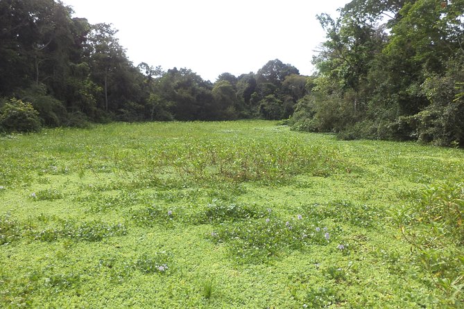 Discover the Amazon for 3 Days 2 Nights - Included Activities and Meals