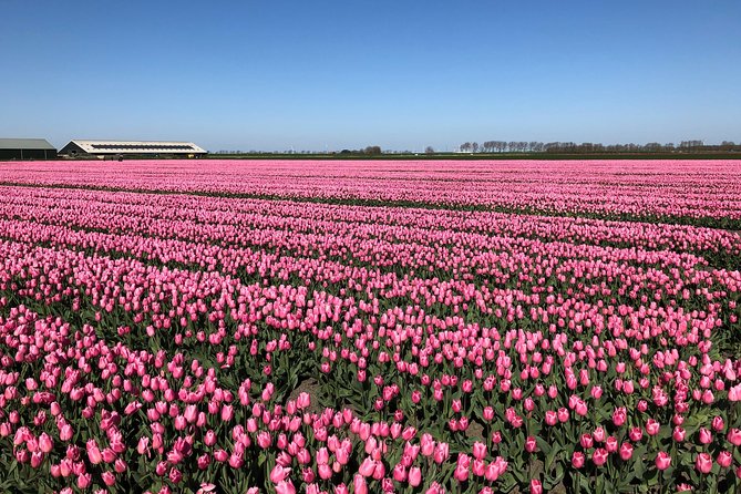 Discover the Amsterdam Lake District and Tulip Fields Tour - Additional Information