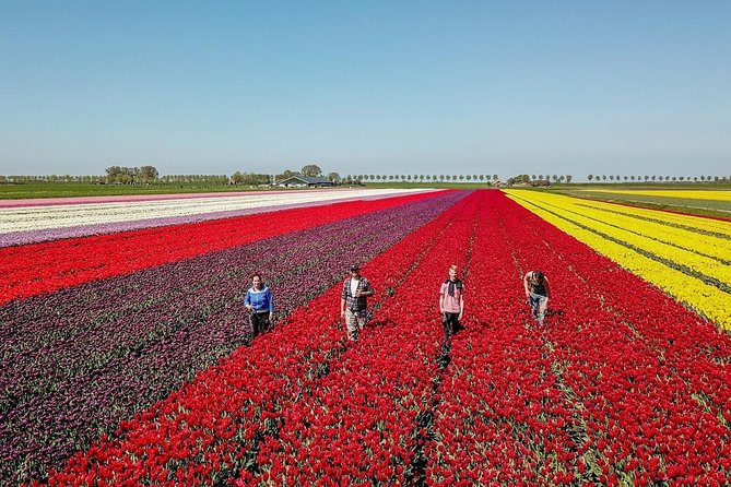 Discover the Amsterdam Lake District and Tulip Fields Tour - Reviews