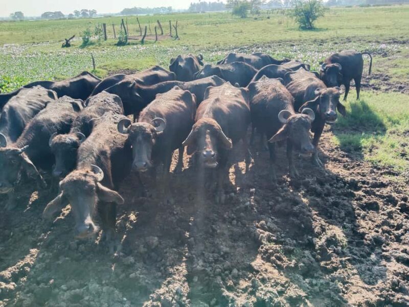 Discover the Art of Curd Making in Tissamaharama - FAQ