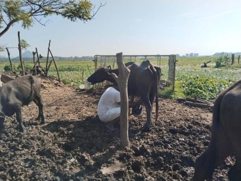 Discover the Art of Curd Making in Tissamaharama - Discover the Art of Curd Making in Tissamaharama