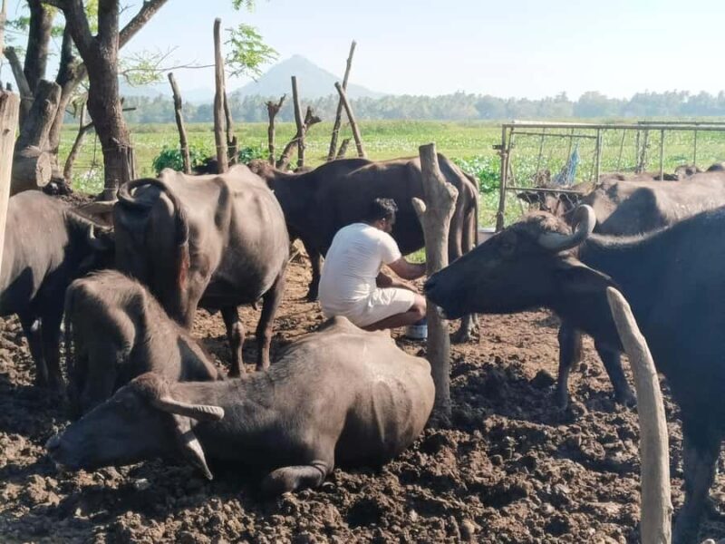 Discover the Art of Curd Making in Tissamaharama - Good To Know