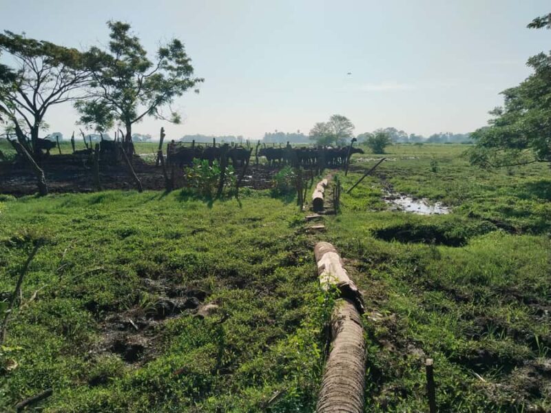 Discover the Art of Curd Making in Tissamaharama - Who Should Consider This Tour?