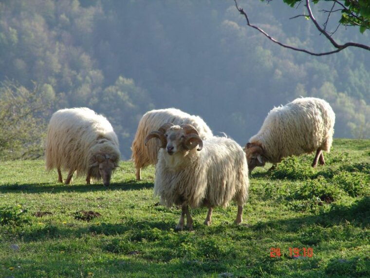 Discover the Art of Idiazabal Cheese in the Basque Country - Taking in the Breathtaking Scenery