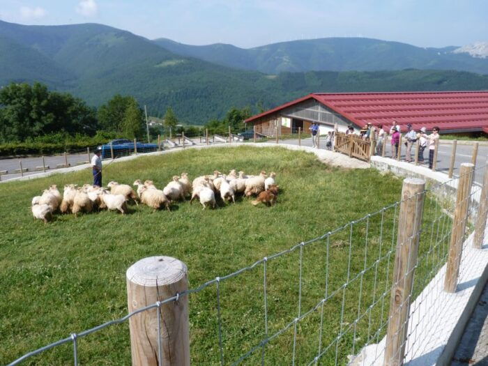 Discover the Art of Idiazabal Cheese in the Basque Country - Understanding the Unique Flavor Profile