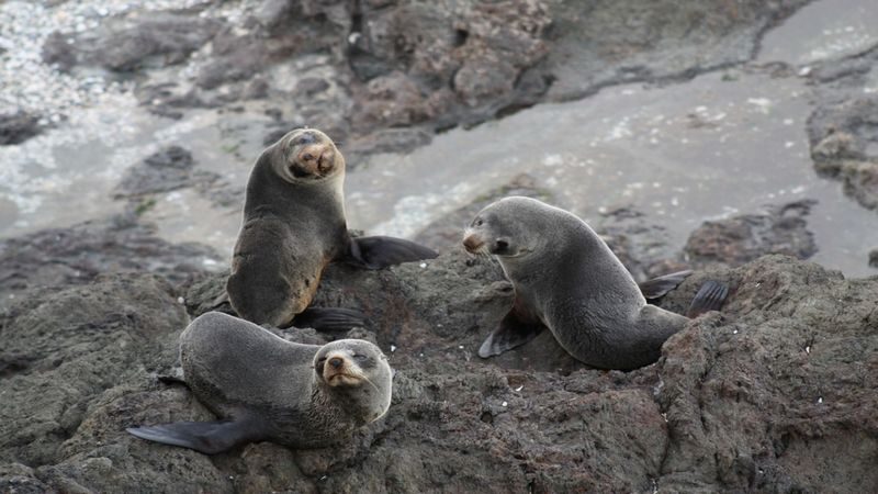 Discover the Bay Hole in the Rock Cruise includes Island Lunch - Wildlife watching, with a guide to ask