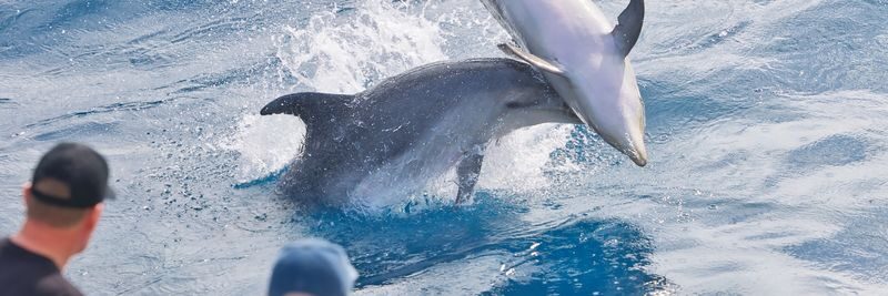 Discover the Bay Hole in the Rock Cruise includes Island Lunch - What the price includes, and who gets the best value