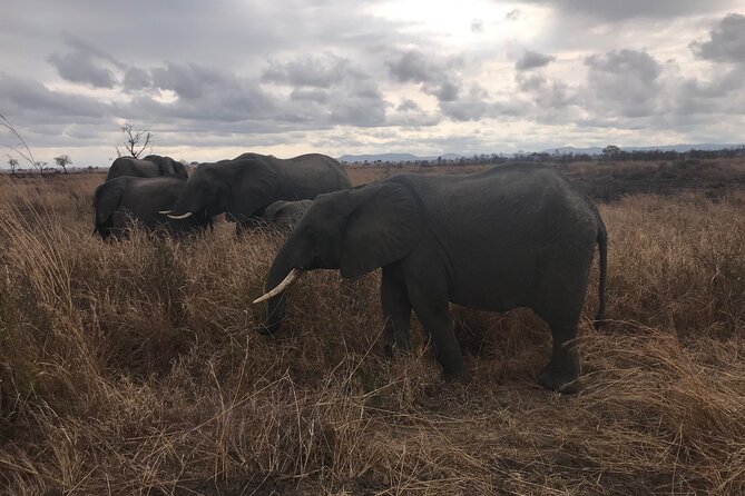 Discover the Beauty of Day Safari to Selous Game Reserve - Scenic Exploration