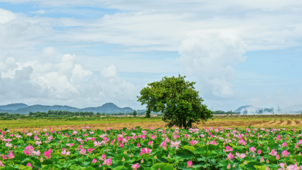 DISCOVER THE BEAUTY OF GANH NHAY - VAN PHONG BAY - Frequently Asked Questions