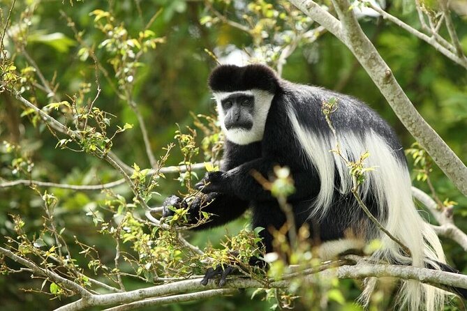 Discover the Beauty of Rwanda in 12Days - Day 4: Gorilla Trekking Adventure