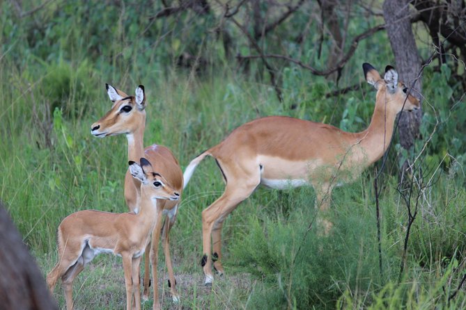 Discover the Beauty of Rwanda in 12Days - Day 5-12: Safari and Cultural Experiences