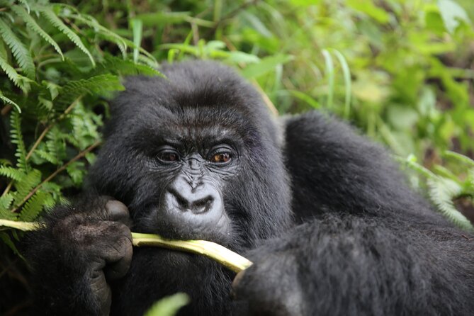 Discover the Beauty of Rwanda in 12Days - Frequently Asked Questions