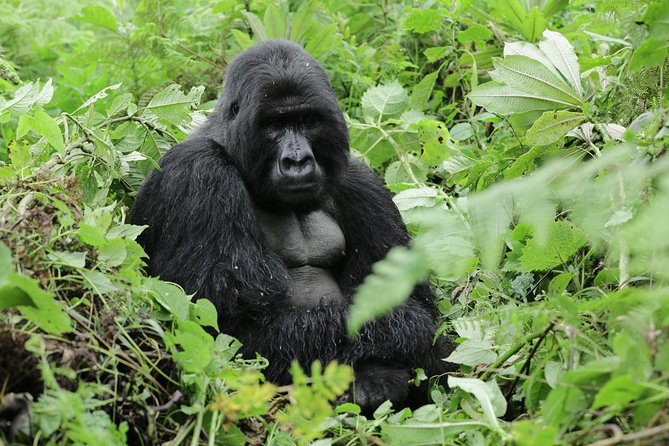 Discover the Beauty of Rwanda in 12Days - The Sum Up