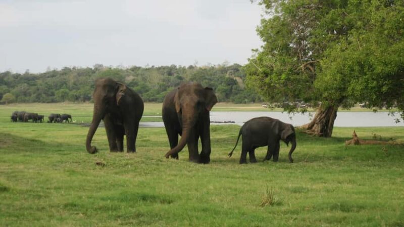Discover the Best of Sri Lanka in 5 Days Private Tour - Pricing & Value