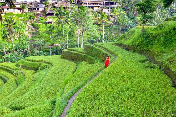 Discover The Best of Ubud: All-Inclusive and Private Guided Tour - A Thorough Look at the Ubud Highlights 