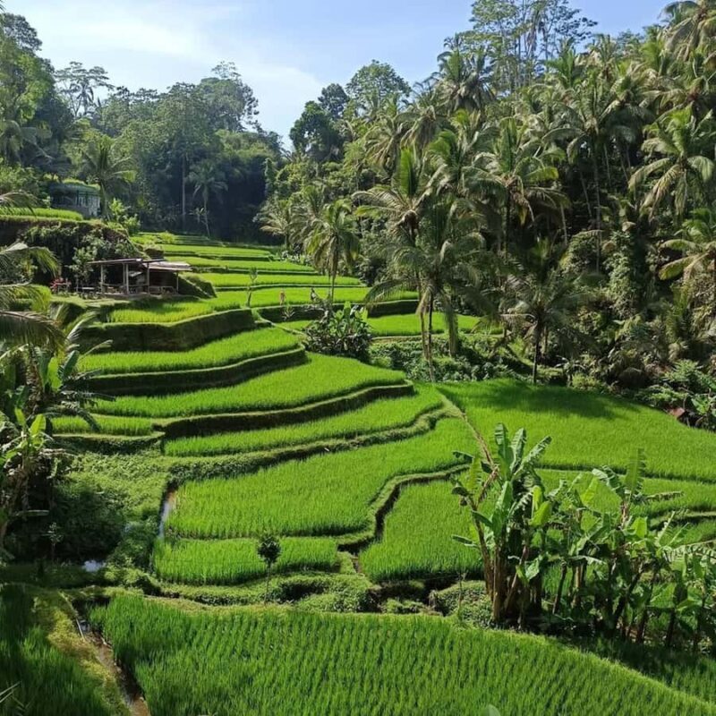 Discover the Best of Ubud: Private Day Tour with Local Guide - An In-Depth Look at the Ubud Private Tour