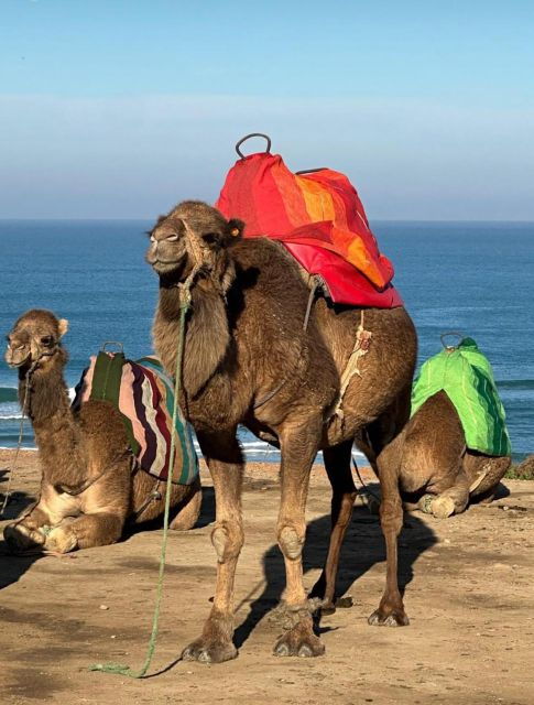 Discover the Cultural Treasures of Tangier From Marbella - Highlights of Tangiers Cultural Treasures