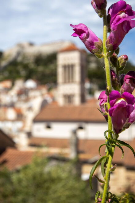 Discover the Essence of Hvar Island - Shore Excursion! - Winery and Lavender Tour