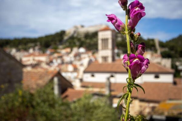 Discover the Essence of Hvar Island - Shore Excursion! - Preparation and Recommendations