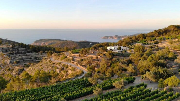 Discover the Essence of Ibiza'S Rich Wine Culture - Organic Premium Wines