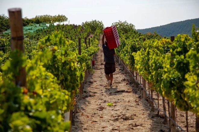 Discover the Essence of Ibiza'S Rich Wine Culture - Booking Information
