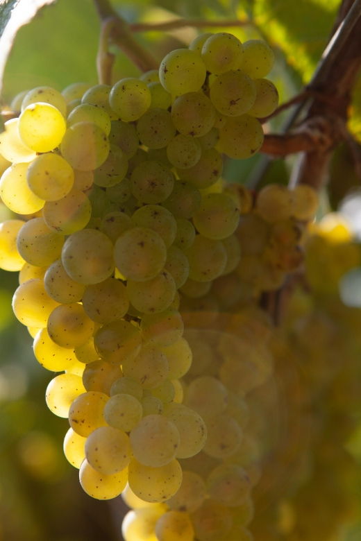 Discover the Essence of Txakoli Wine From San Sebastian - Good To Know