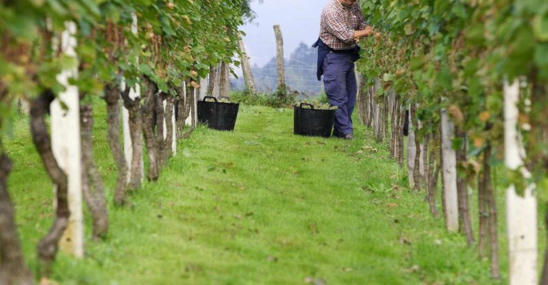 Discover the Essence of Txakoli Wine From San Sebastian - Discovering the Basque Coast