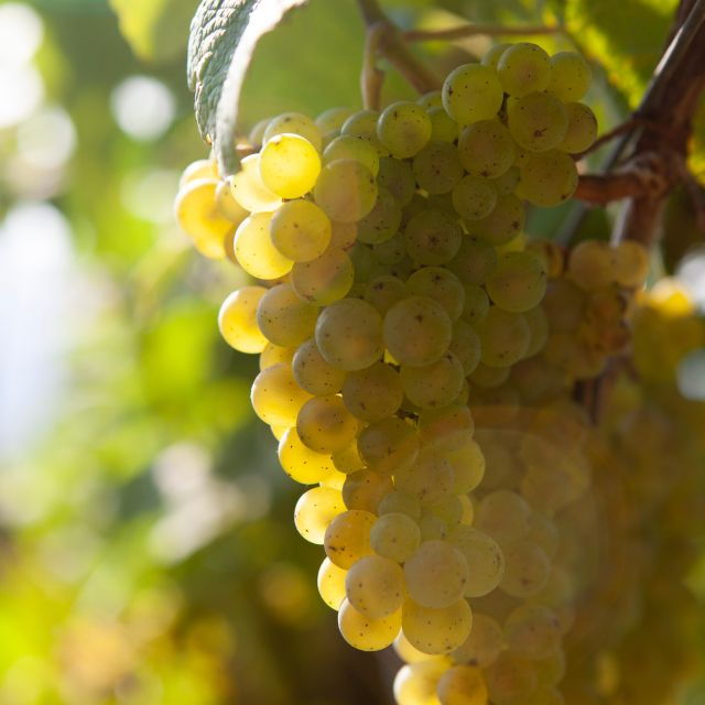Discover the Essence of Txakoli Wine From San Sebastian - Guided Tasting at a Prestigious Winery