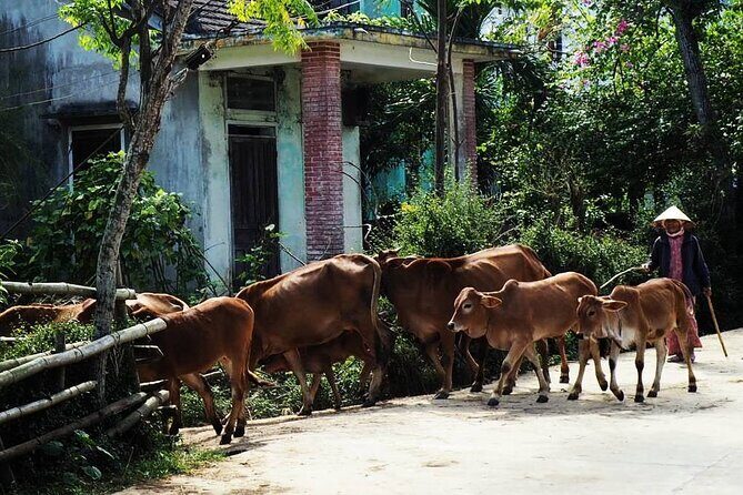Discover The Hidden Charm Of Hoi Ans Countryside On A Bike Tour - Authenticity and Traveler Insights