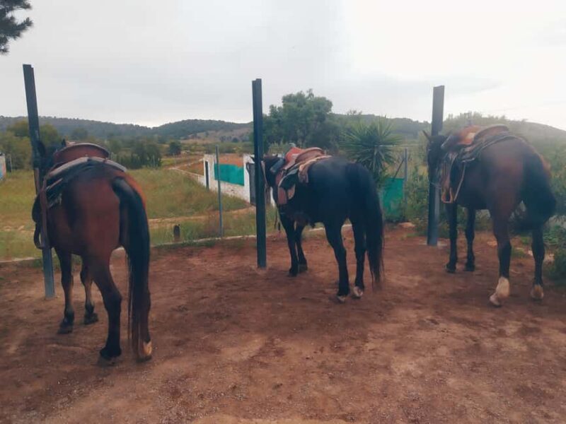 Discover the interior of Valencia on horseback - The Sum Up