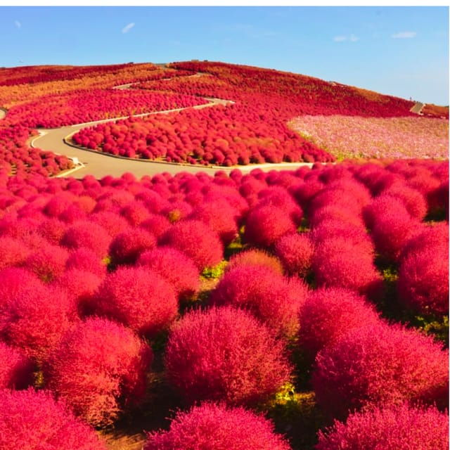 Discover the Magic of Autumn in Ibaraki! - Stunning Autumn Highlights