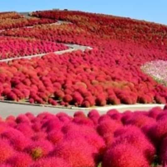 Discover the Magic of Autumn in Ibaraki! - Unique Experiences to Enjoy