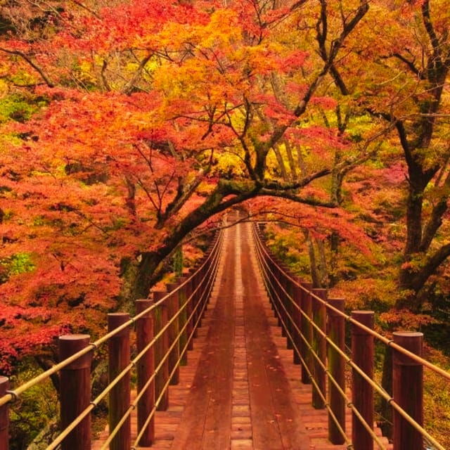 Discover the Magic of Autumn in Ibaraki! - Accessibility for Everyone