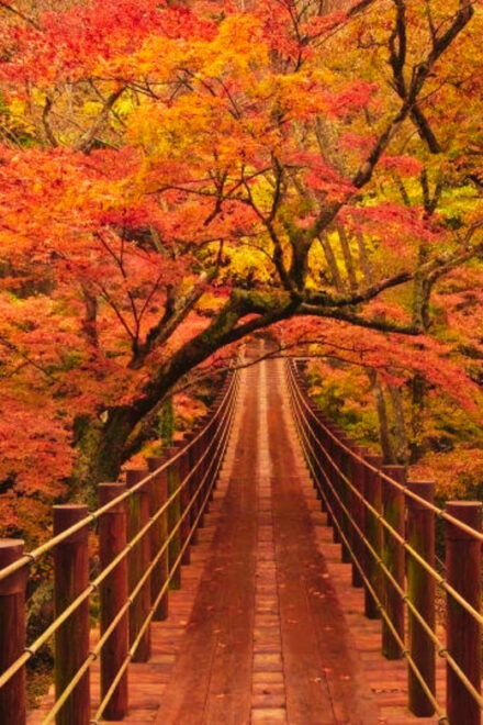 Discover the Magic of Autumn in Ibaraki! - Essential Items to Bring