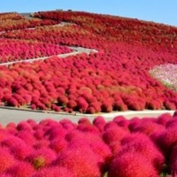 Discover the Magic of Autumn in Ibaraki! - Frequently Asked Questions