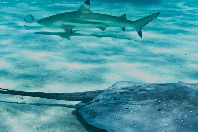 Discover the magical Moorea Lagoon - Good To Know