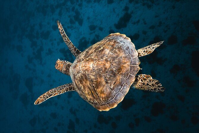 Discover the magical Moorea Lagoon - Exploring Moorea’s Marine Wonderlands