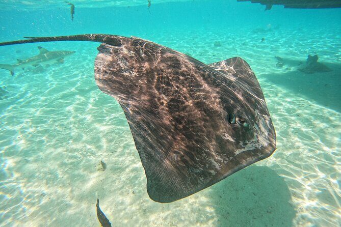 Discover the magical Moorea Lagoon - Who is this tour best for?