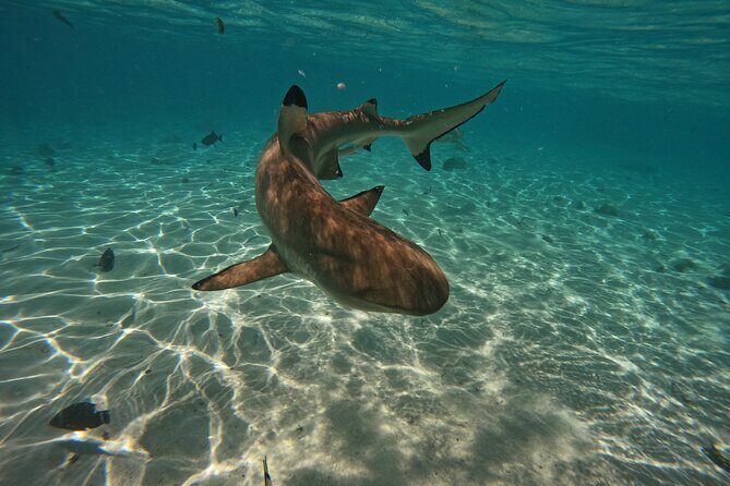 Discover the magical Moorea Lagoon - The Sum Up
